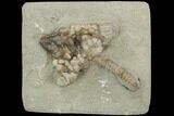 Crinoid (Agaricocrinus) & Gastropod (Platyceras) - Crawfordsville #122950-1